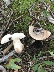 Tylopilus variobrunneus