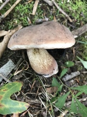 Tylopilus variobrunneus