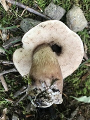 Tylopilus variobrunneus