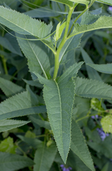 Hasteola suaveolens