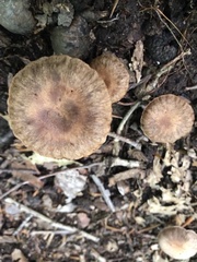 Cortinarius distans