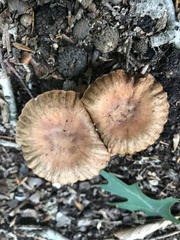 Cortinarius distans