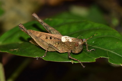 Maculiparia rotundata