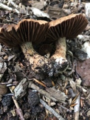 Cortinarius distans