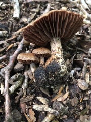Cortinarius distans