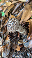 Strobilomyces strobilaceus image