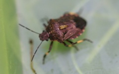 Rhacognathus punctatus