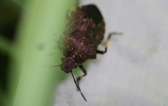 Rhacognathus punctatus