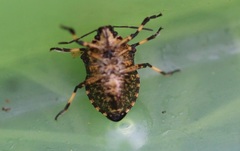 Rhacognathus punctatus