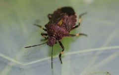 Rhacognathus punctatus