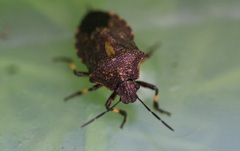 Rhacognathus punctatus