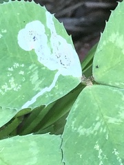 Liriomyza fricki