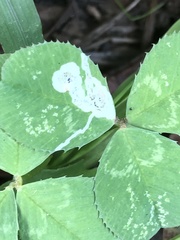 Liriomyza fricki