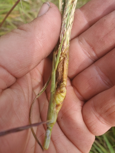 Contarinia wattsi