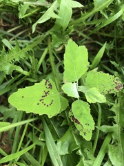 Norvellina chenopodii