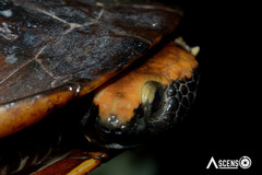 Platemys platycephala