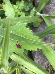 Norvellina chenopodii