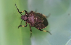 Rhacognathus punctatus