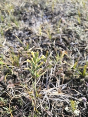 Odontites glutinosus