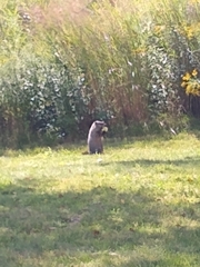 Marmota