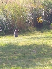 Marmota