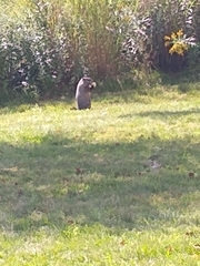 Marmota