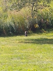 Marmota