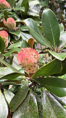 Magnolia grandiflora
