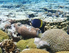 Chaetodon flavirostris