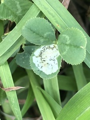 Liriomyza fricki