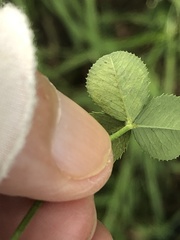 Liriomyza fricki