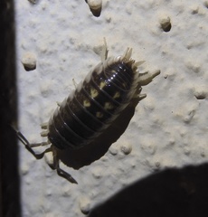 Porcellio ornatus