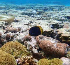 Chaetodon flavirostris