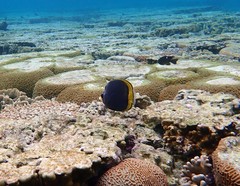 Chaetodon flavirostris