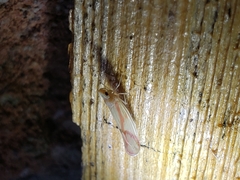 Otiocerus coquebertii