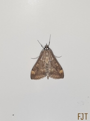 Loxostege sticticalis