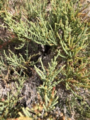 Salicornia perennis