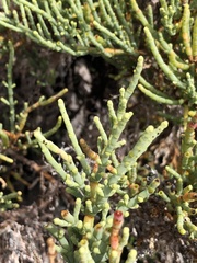 Salicornia perennis