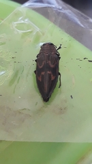 Actenodes calcaratus