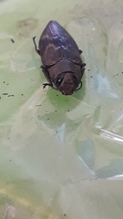 Actenodes calcaratus