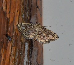 Lygropia rivulalis