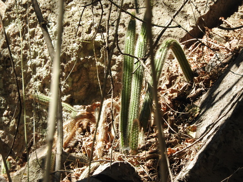 Image of Nyctocereus serpentinus by (c) Oscar Alejandro Morales Juárez, some rights reserved (CC BY-SA)