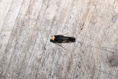 Monopis longella