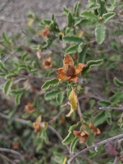 Cistus tauricus
