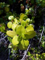 Ribes viburnifolium