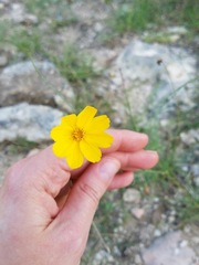 Thelesperma simplicifolium