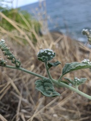 Heliotropium ellipticum