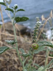 Heliotropium ellipticum