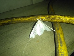 Lomographa vestaliata