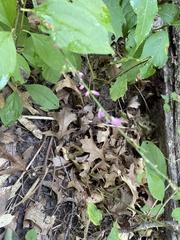 Hylodesmum glutinosum